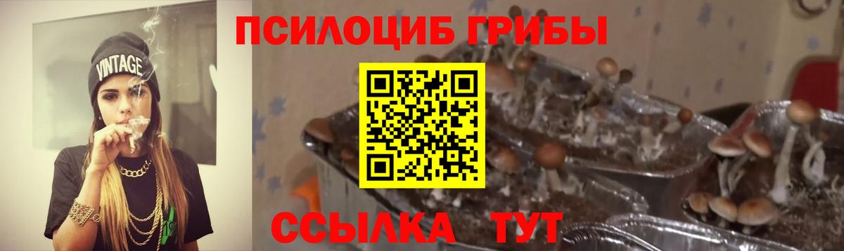 Псилоцибиновые грибы MAGIC MUSHROOMS  Псилоцибиновые грибы ЛСД  Вход с VPN  где найти наркотики  Ачхой-Мартан 